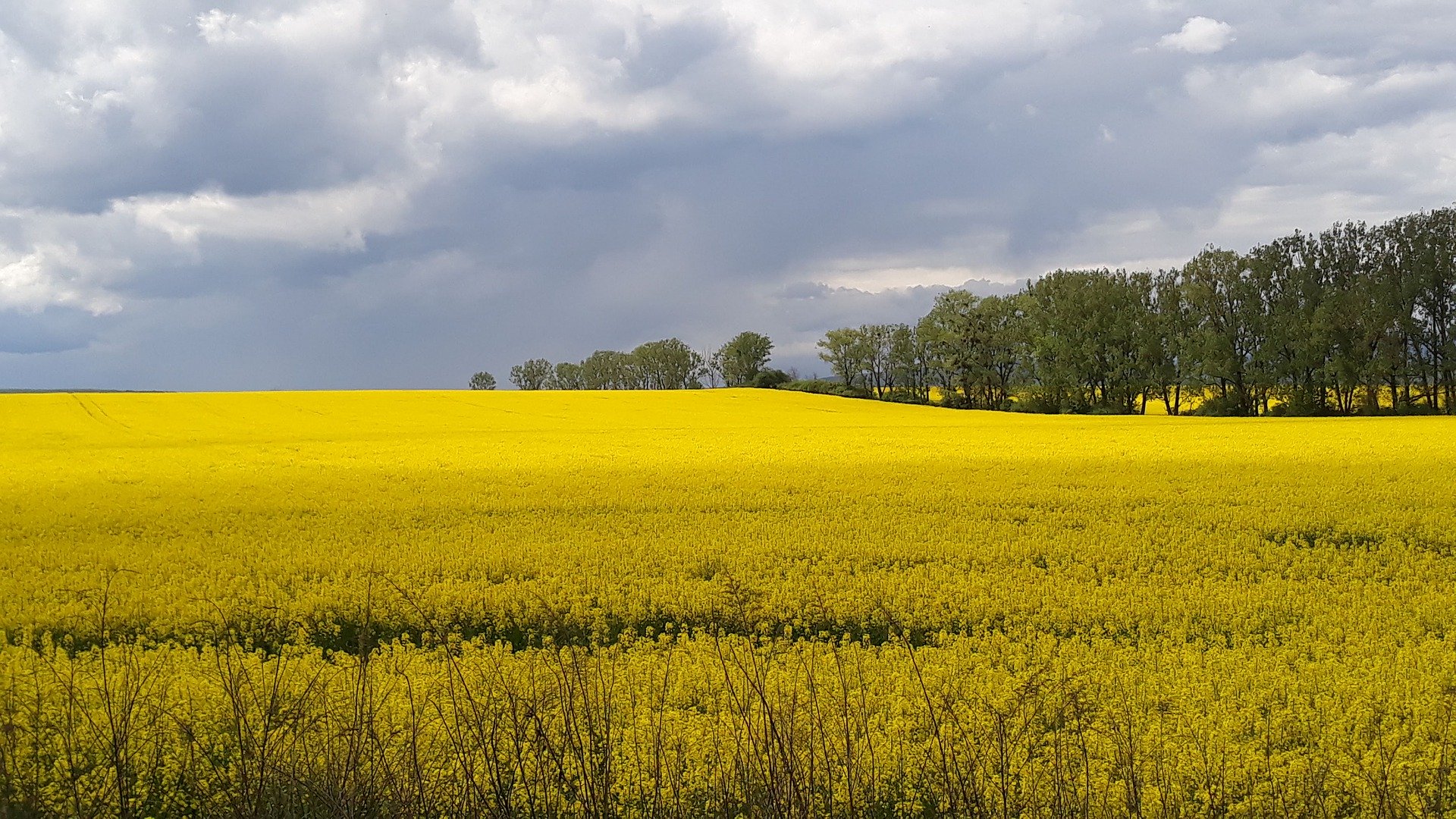 Prețurile cerealelor se confruntă cu o ușoară acalmie, după ce au atins maxime record