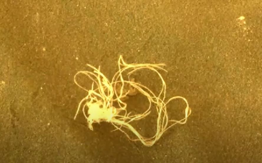 VIDEO Roverul Perseverance încearcă să deslușească misterul „ghemului de fire” marțian