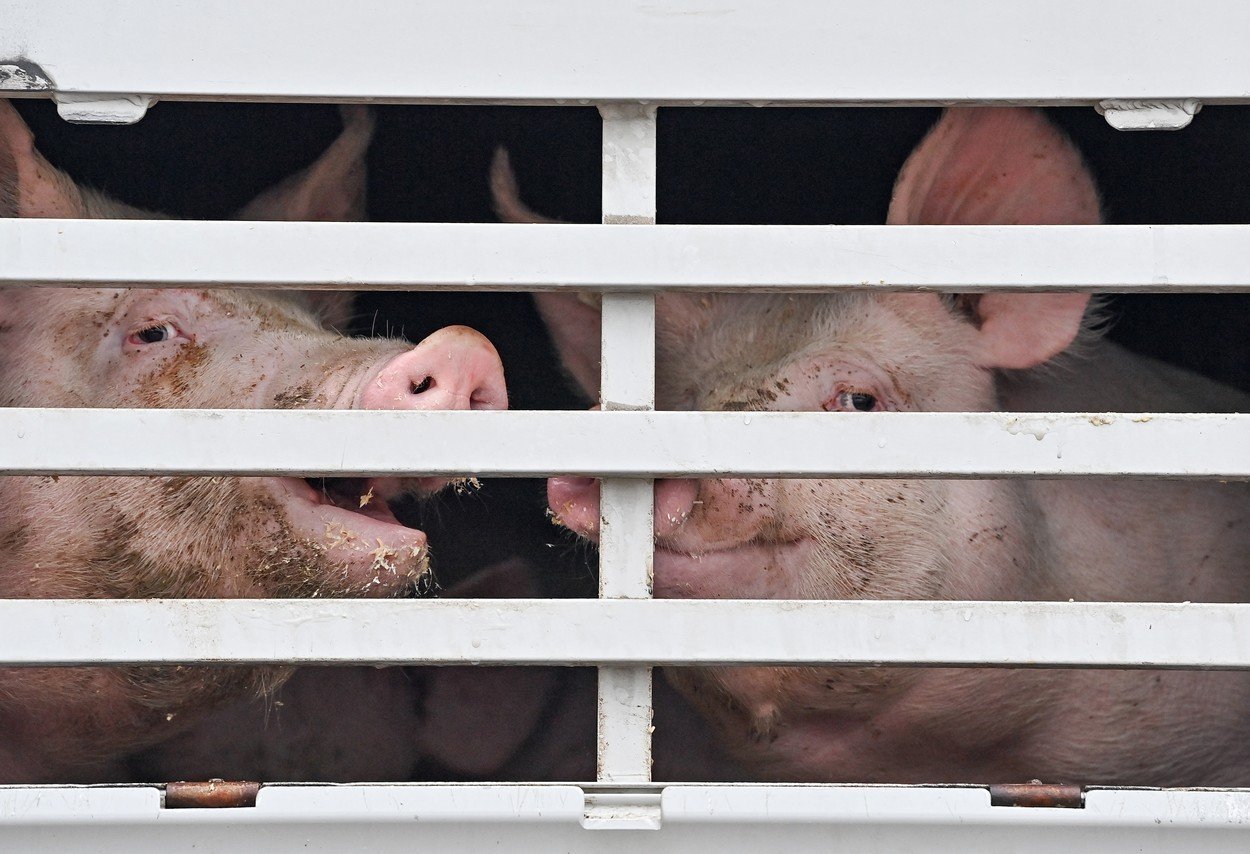 Noua Zeelandă interzice exportul de animale vii pe mare