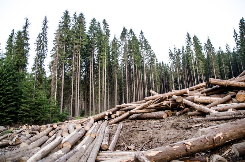 Poliția Română: Aproape 150 de percheziții în dosare privind tăieri ilegale de arbori, evaziune și spălarea banilor