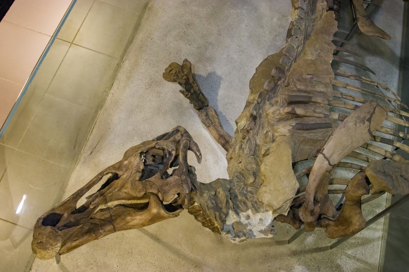 Science Report: Dinozaurii mumificați ar putea fi mai răspândiți decât se credea. Ce ne mai spune ADN-ul din sedimente despre viața comunităților preistorice. Bărbații cu un IQ mai mare sunt predispuși să parieze pe cursele de cai