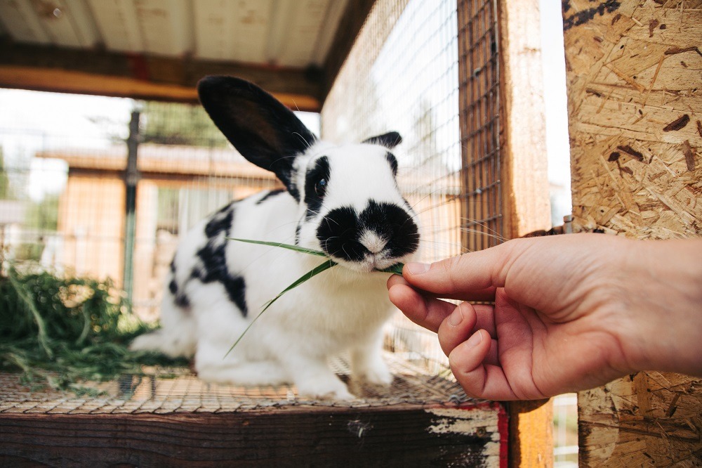 Studiul Samsung Pet Living 2022: Cererea de tehnologie „prietenoasă cu animalele de companie” este în continuă creștere