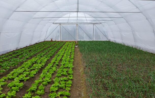 Legumicultorii sunt recunoscatori