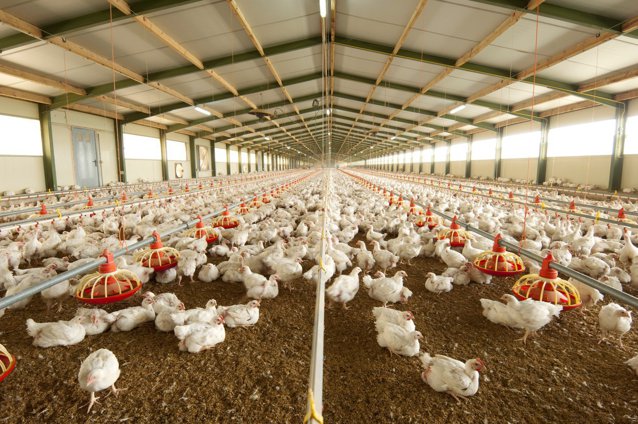 Gripa aviară. Fermierii francezi solicită vaccinarea la nivel european