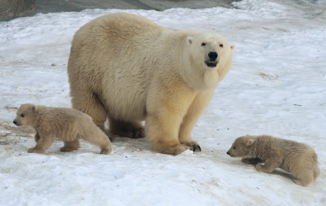 De ce dispar rapid urşii polari? Cercetătorii fac previziuni sumbre asupra fenomenului accentuat de extincţie al speciei