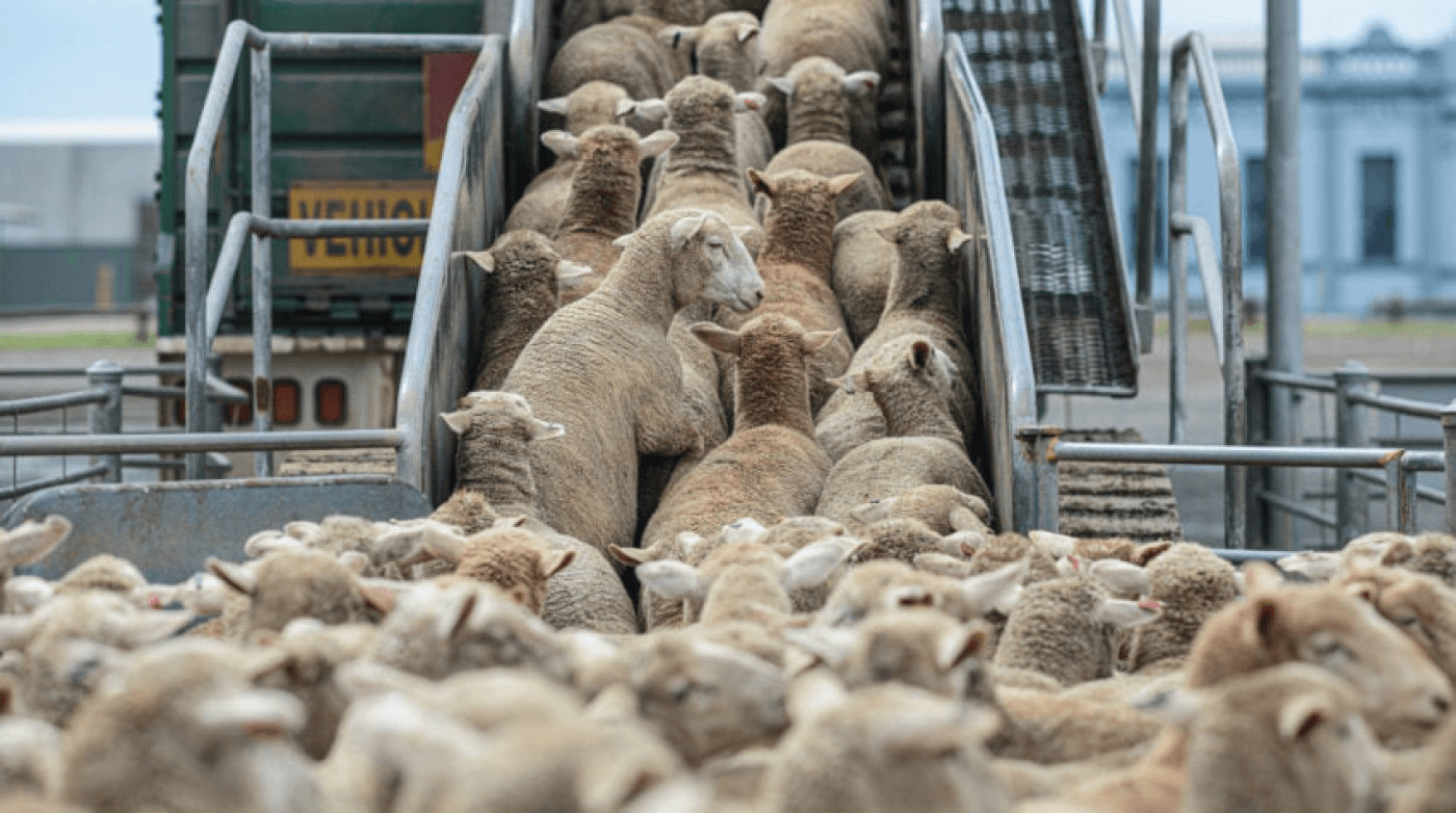 Războiul oilor. Legea pentru interzicerea exportului de animale vii stârnește proteste ale oierilor: „Ne distrug!”
