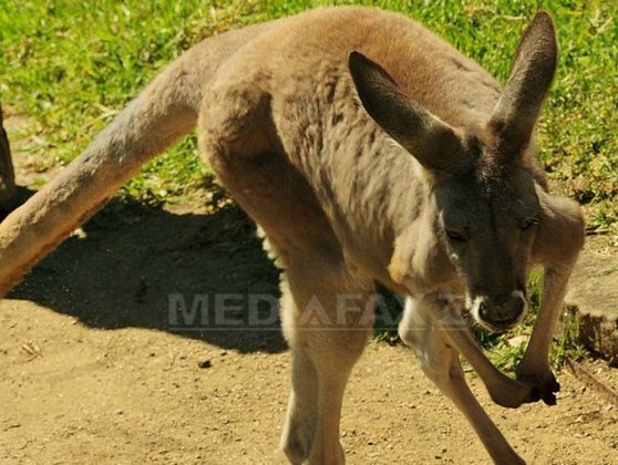 Imaginea articolului Bruxelles-ul le închide uşa ecologiştilor: carnea de cangur rămâne în farfuria europenilor

