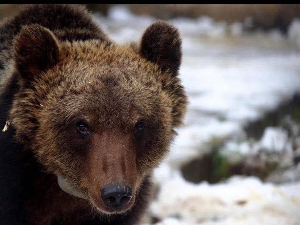 A murit un urs italian celebru pentru spargerea unei brutării