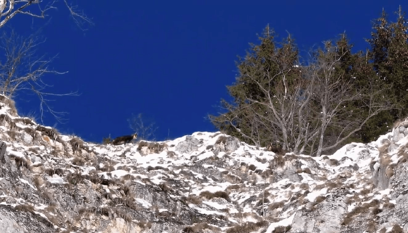 Capre negre în Prăpăstiile Zărneștiului din Piatra Craiului. De ce preferă versanții înclinați VIDEO