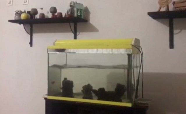 cum se simt cele 7,9 grade într-o casă / „Tsunami” în acvariu