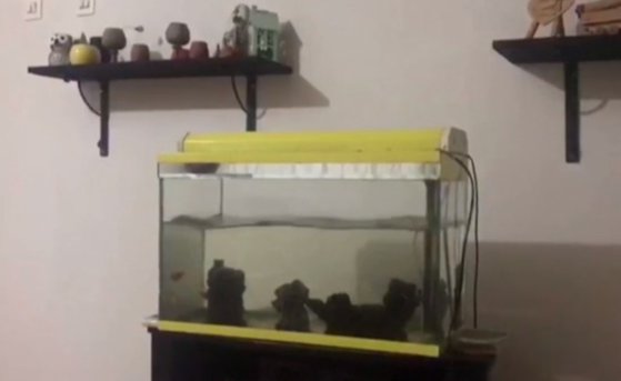 Imaginea articolului Cutremur în Turcia: cum se simt cele 7,9 grade într-o casă / „Tsunami” în acvariu

