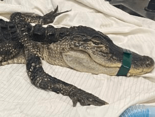 Un aligator a fost capturat în Prospect Park din Brooklyn