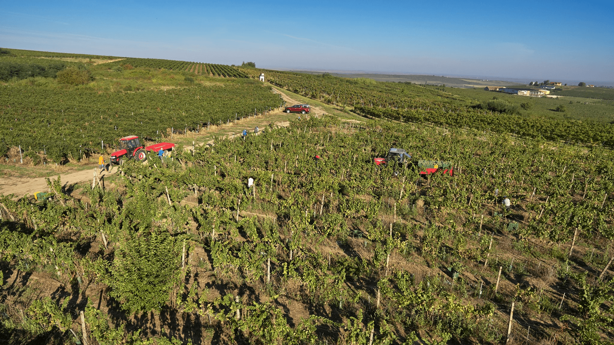 Zona în care se practică viticultura de pe vremea lui Burebista. Se află în vestul României
