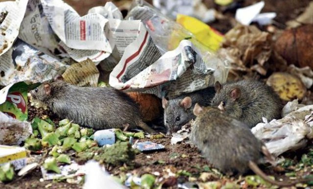 Şobolanii din New York pot fi purtători ai variantelor Covid