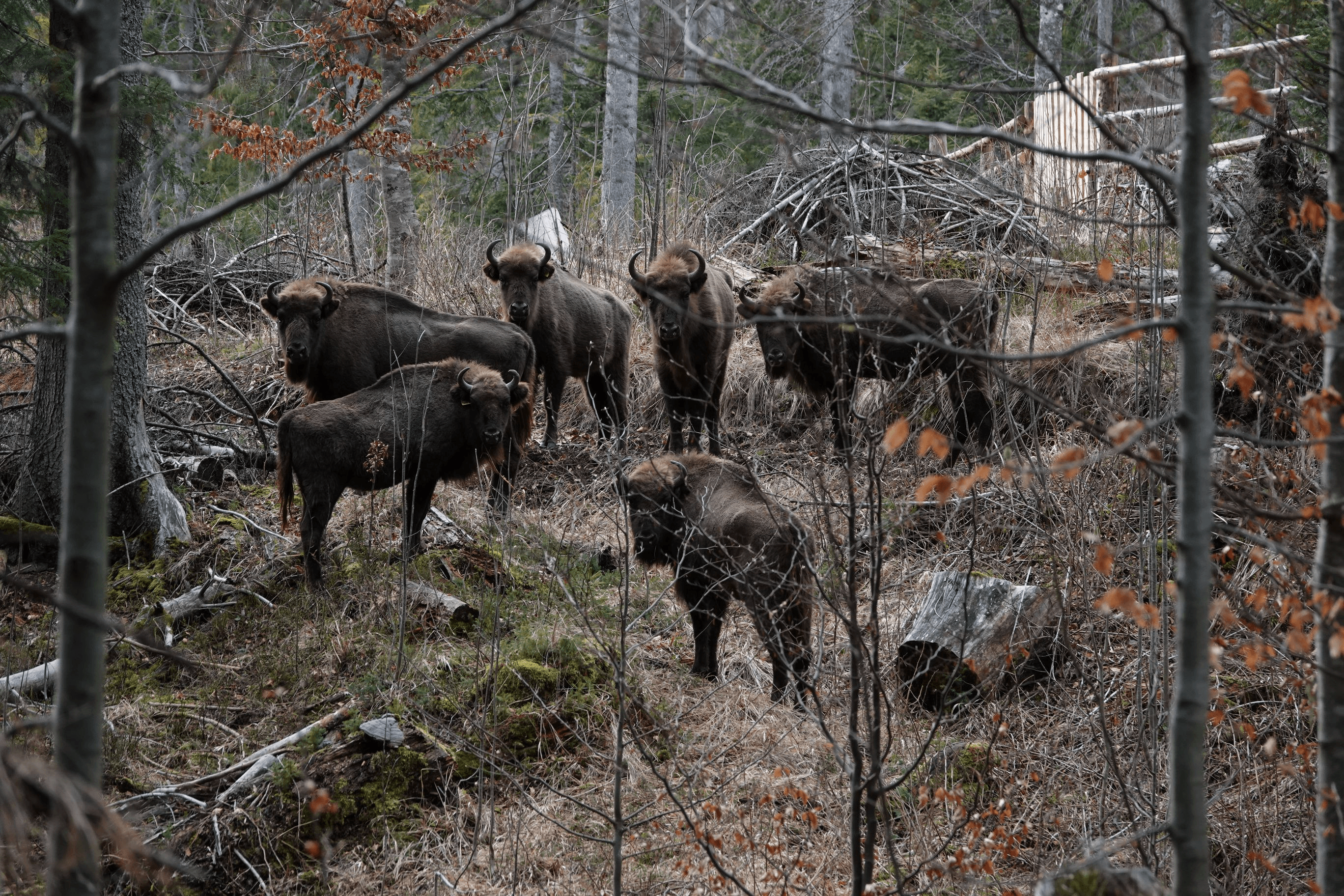 Munții Făgăraș devin un paradis al zimbrilor. Conservation Carpathia eliberează zeci de animale aici