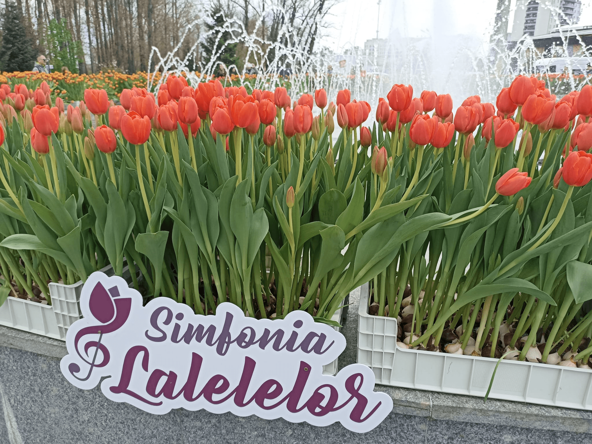 Peste 70.000 de lalele la cea mai mare expoziție florală din România. Soiul de lalea unic în lume ce poate fi admirat FOTO