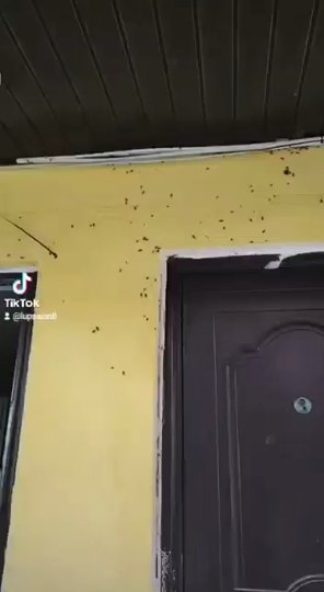 Invazie de gândaci într-un bloc din Arad. Locatarii, disperați: „Parcă suntem într-un film de groază“ VIDEO