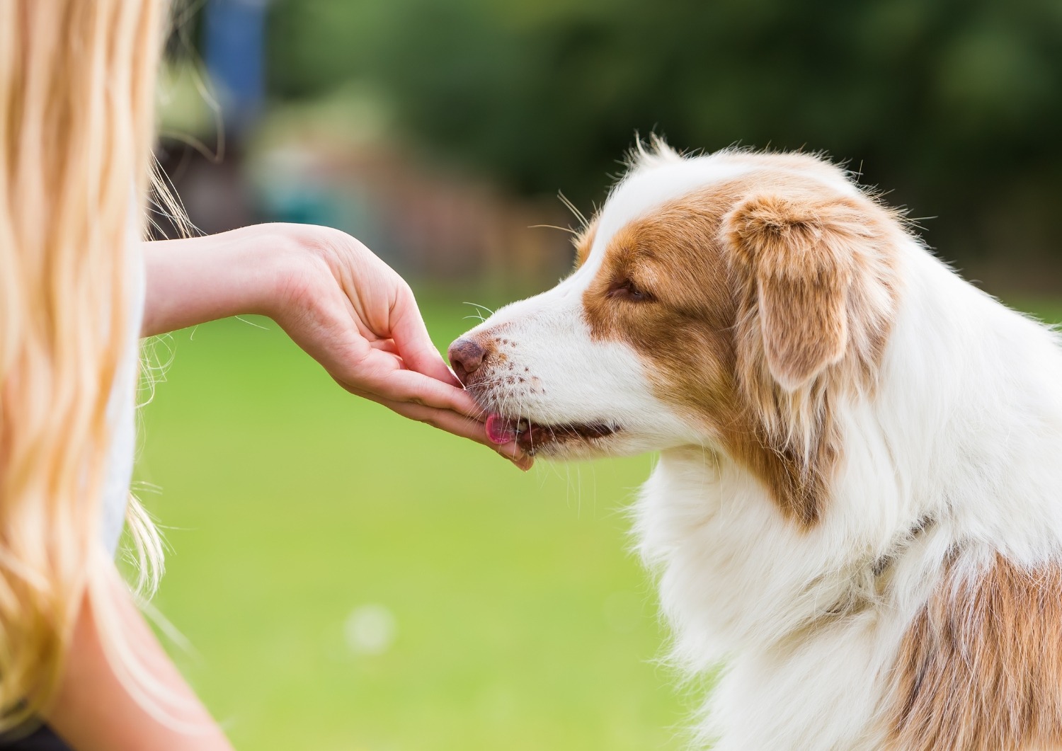 Recompensele și bunătățile pentru cățeluși: sfaturi despre dresarea câinelui