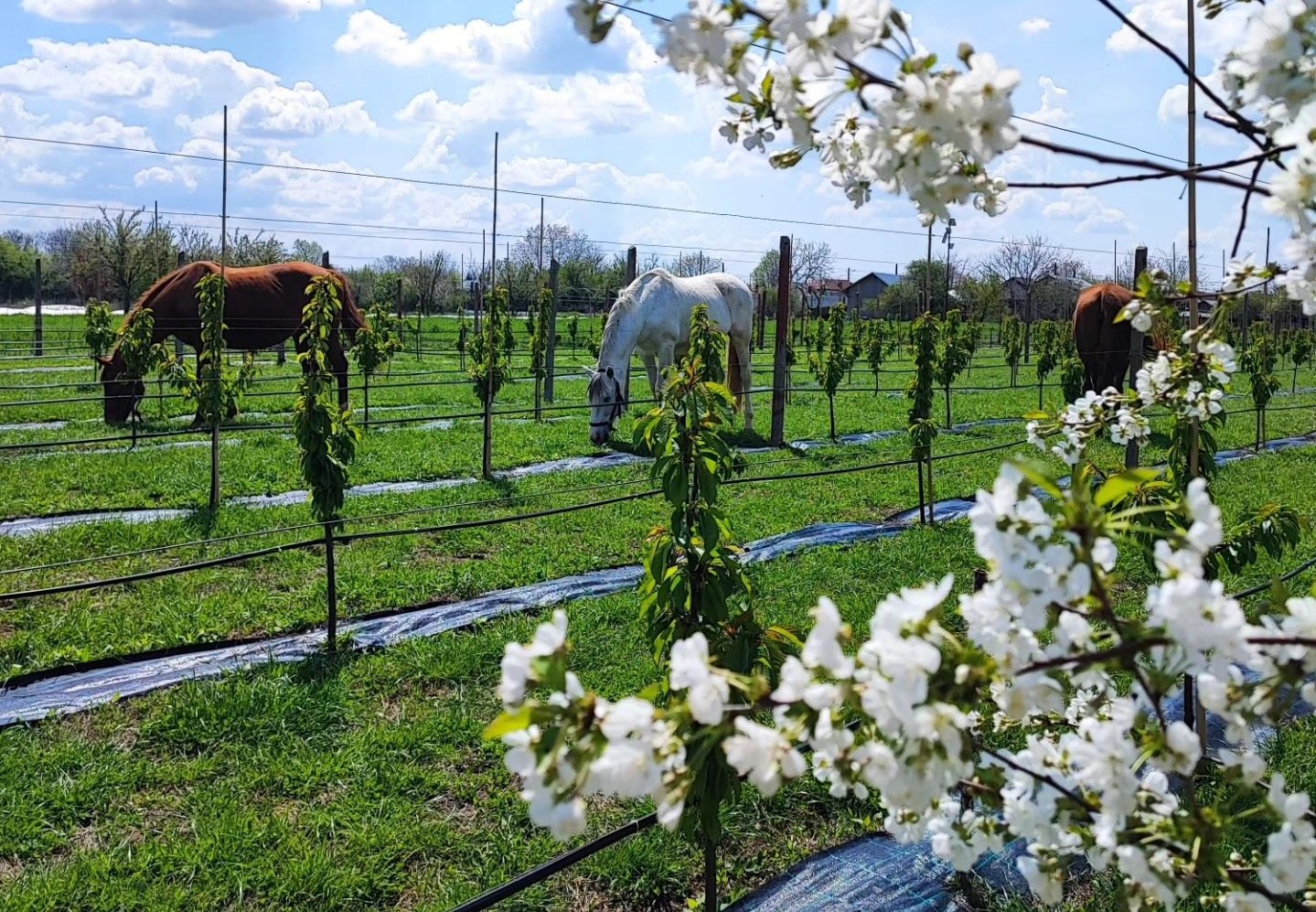 Descoperă afacerea profitabilă a Laurei și a lui Adrian, deschisă la marginea Bucureștiului! Produsele lor sunt la mare căutare, iar stocurile sunt tot mai goale