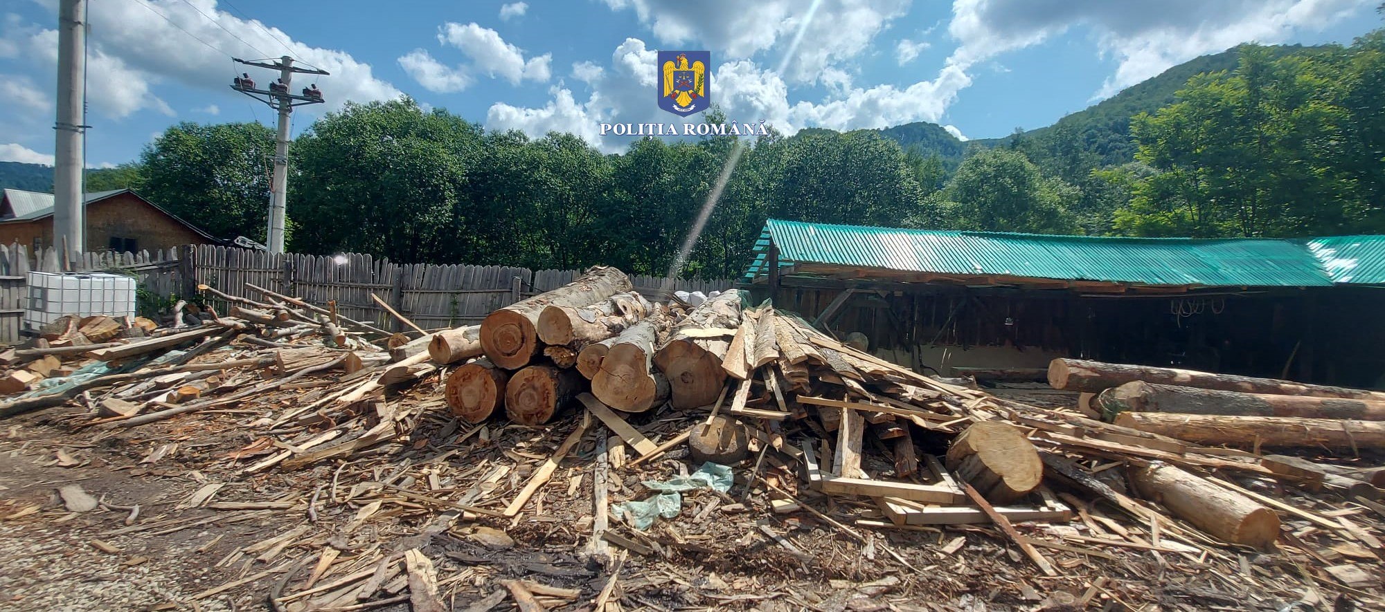 Pădurar și fiul său, arestați pentru tăieri ilegale de arbori împreună cu un complice