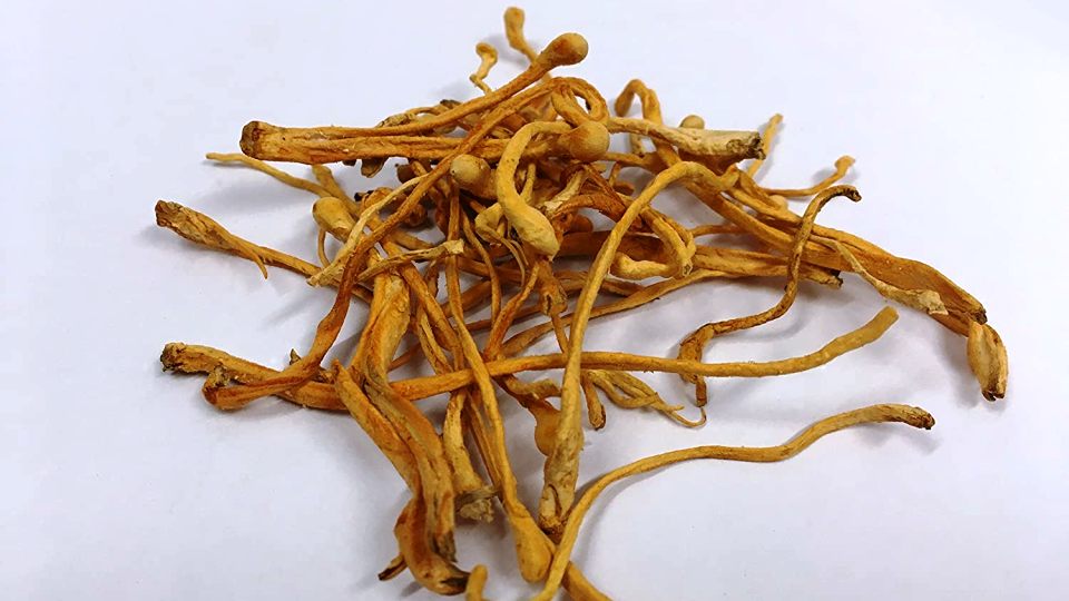 Cum te poate ajuta Cordyceps să fii mai sănătos și mai activ Cum te poate ajuta Cordyceps să fii mai sănătos și mai activ