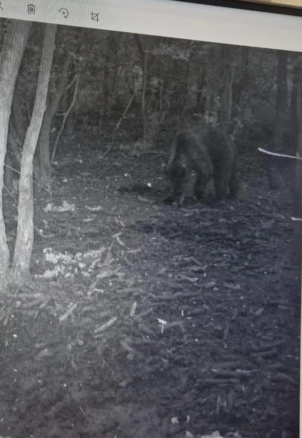 Ursul fotografiat în Pădurea Radovan, în județul Olt FOTO / Primăria comuna Întorsura
