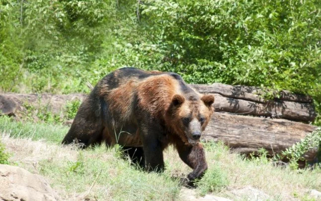 S-au înmulțit apelurile false care semnalează prezența urșilor în județul Olt FOTO: arhiva