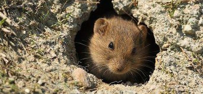 Ce probleme de sanatate ne pot cauza rozatoarele?