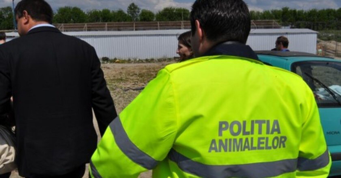 Amenda usturătoare primită de o femeie care a abandonat doi pui de pisică