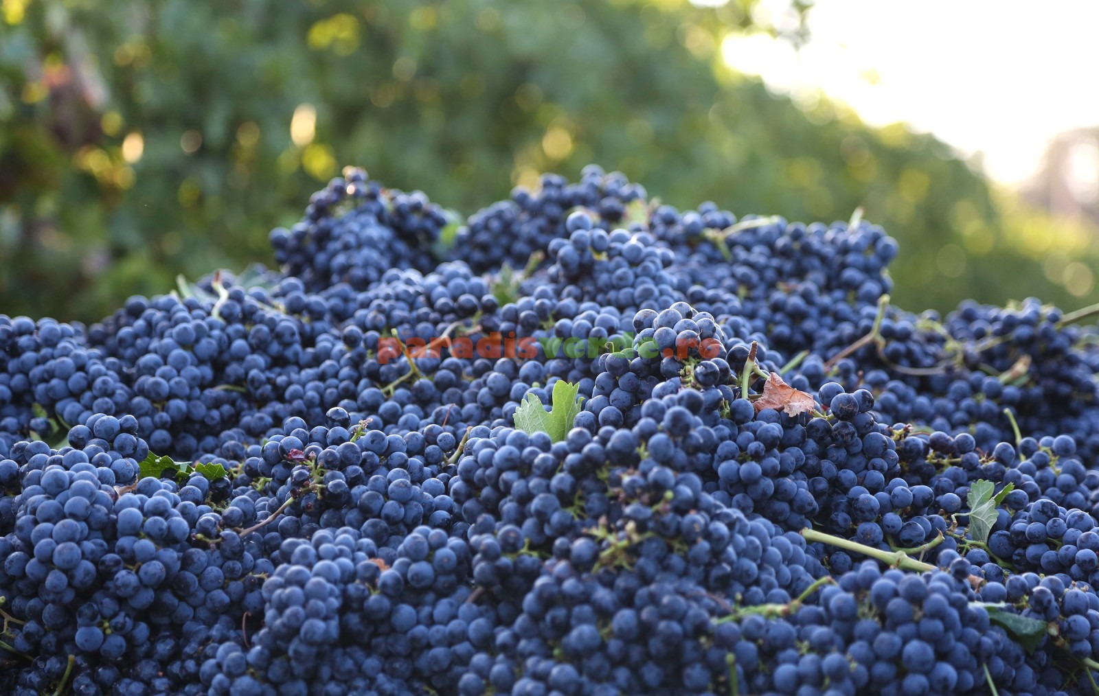 Top 5 lucruri pe care orice iubitor de vinuri ar trebui sa le stie despre MERLOT