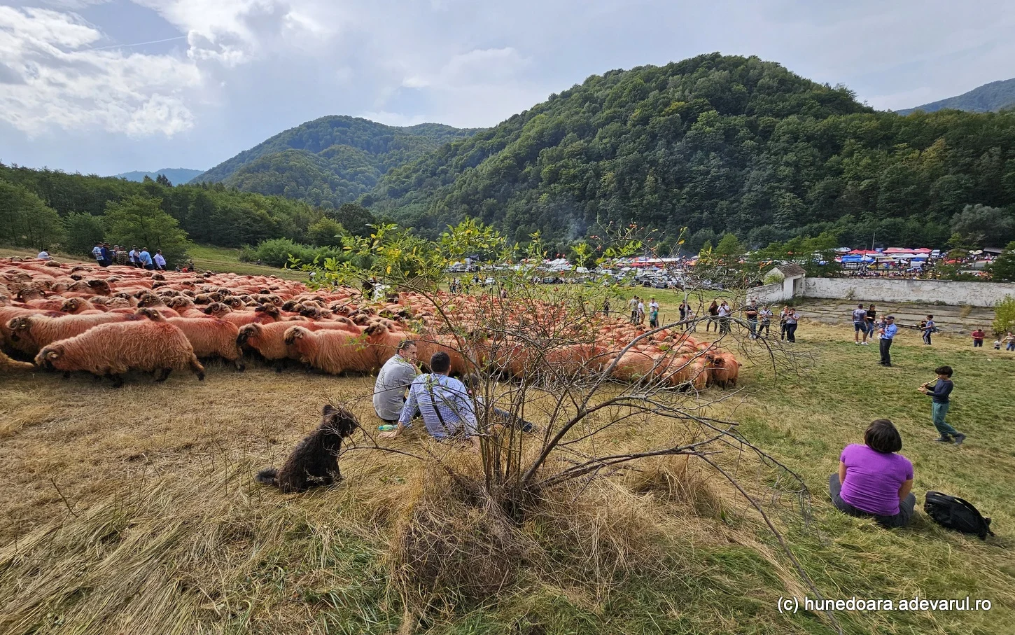 Sărbătoarea oierilor, în Munții Șureanu. Foto: Daniel Guță. ADEVĂRUL