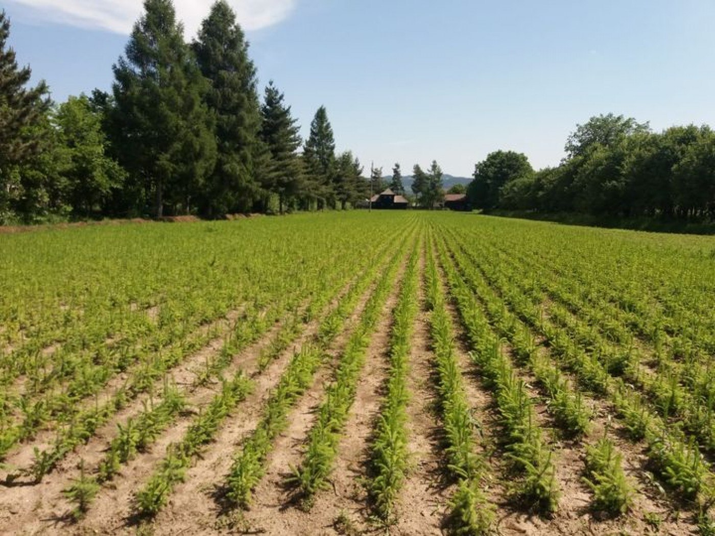 Începe campania de împăduriri de toamnă: Romsilva va planta peste 3,5 milioane de puieți forestieri Începe campania de împăduriri de toamnă: Romsilva va planta peste 3,5 milioane de puieți forestieri