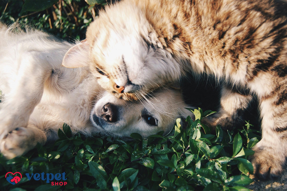 Vetpet-shop – farmacie veterinară online la dispoziția celor preocupați de sănătatea animalelor