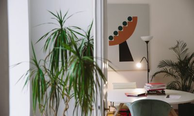 Planta recunoscută de NASA ca un PURIFICATOR de aer extrem de eficient. Se îngrijește ușor și se găsește și în România