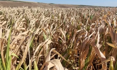 Culturi de porumb, distruse în întregime de secetă. Agricultorii au rămas cu datorii în loc de recoltă