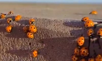 Terorizați de buburuze. O comună din Bacău este invadată de mii de insecte