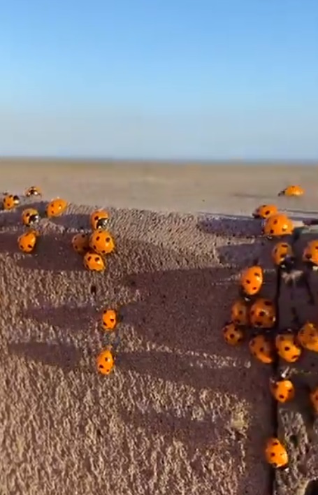 Terorizați de buburuze. O comună din Bacău este invadată de mii de insecte