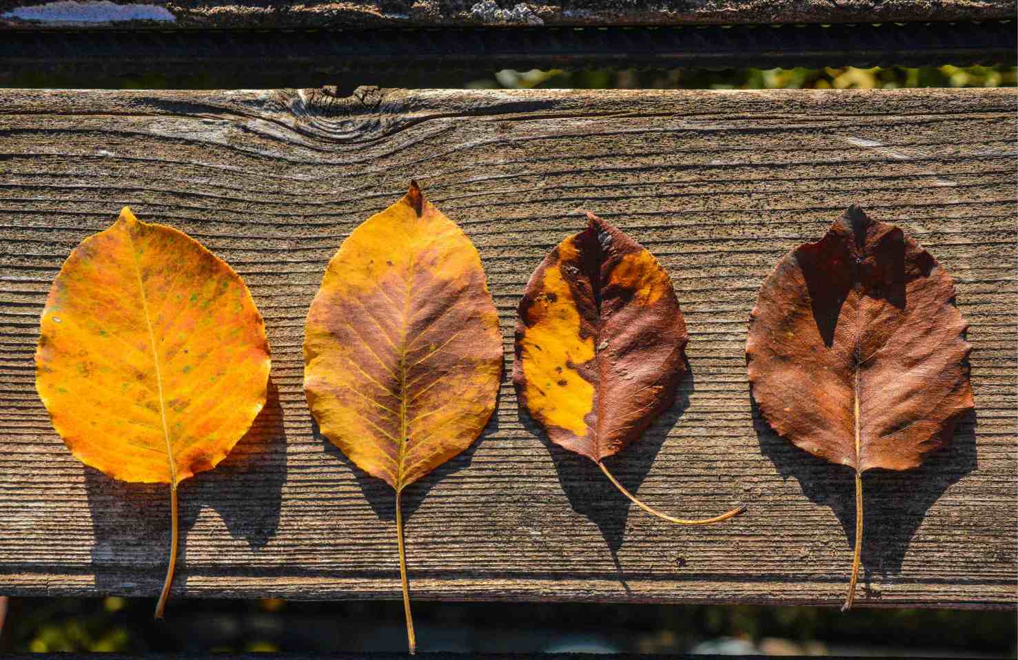 Află ce pași trebuie să urmezi pentru a-ți pregăti grădina pentru venirea ierii