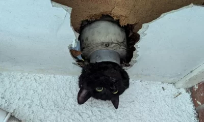 Cum a fost salvată o pisicuță blocată într-o conductă de scurgere, cu capul în jos