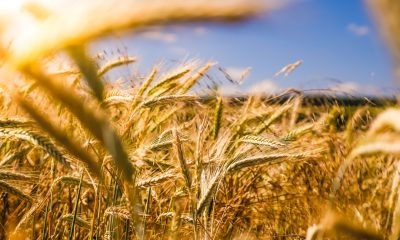 Cum va înflori agricultura după război