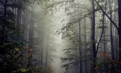 FOTO Peisajele din România care te lasă fără cuvinte. Cum arată printre cele mai frumoase păduri la sfârșitul toamnei