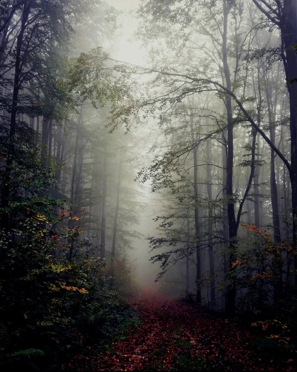 FOTO Peisajele din România care te lasă fără cuvinte. Cum arată printre cele mai frumoase păduri la sfârșitul toamnei