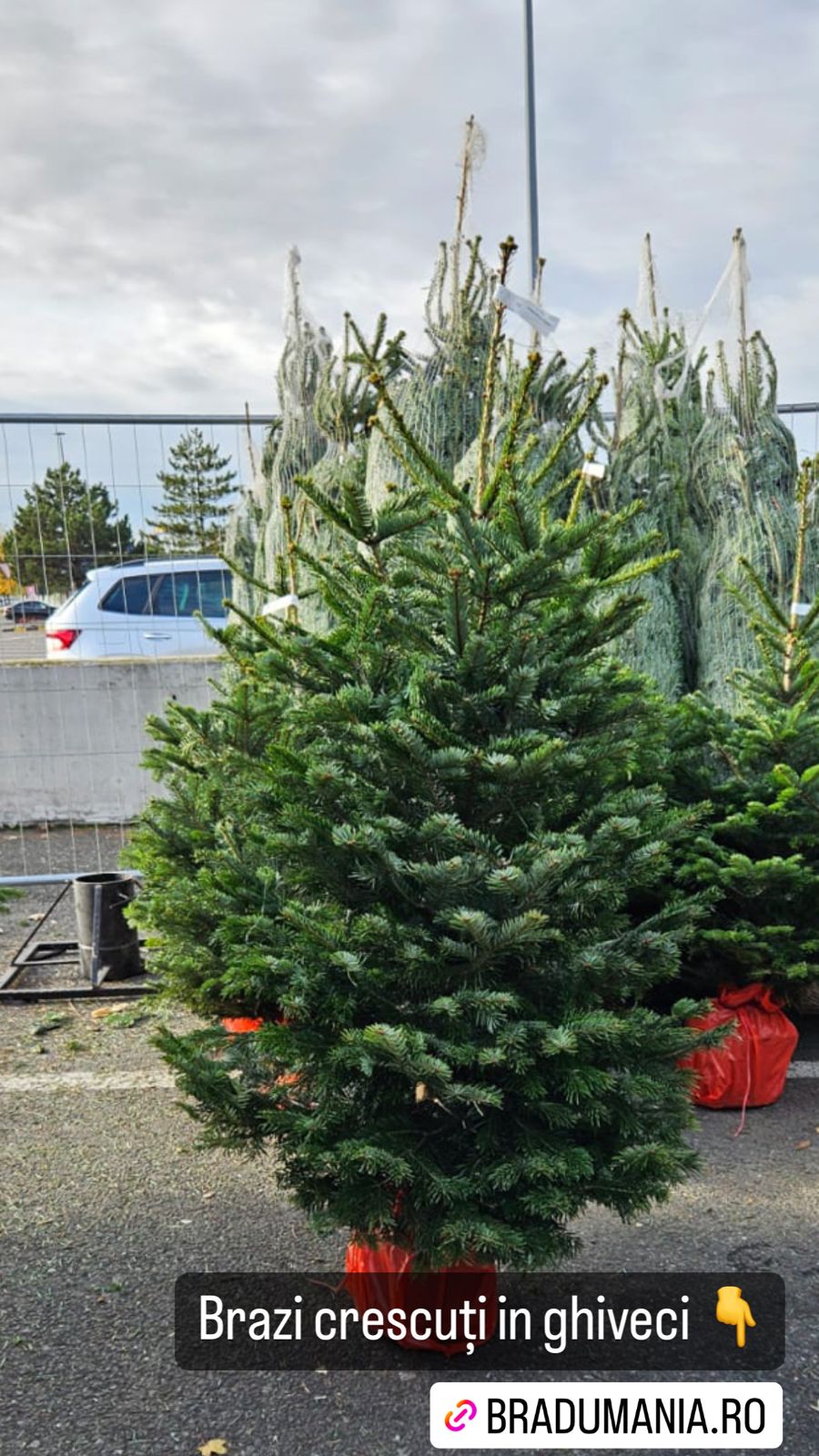 Povestea din spatele fiecărui brad. De ce alegerea unui brad natural crescut cu grijă contează