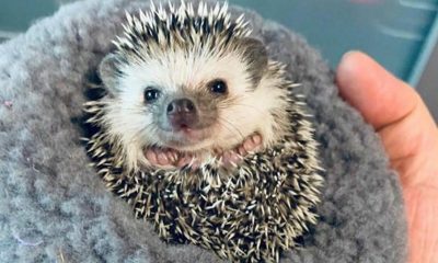 Afacerea genială cu care un sibian s-a îmbogățit. Crește arici pitici africani și îi vinde cu 400 lei