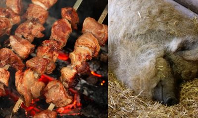 Ce este „Măslina cu patru picioare”, alimentul bogat în proteine și grăsimi sănătoase. Este considerat delicatesă în China și Japonia