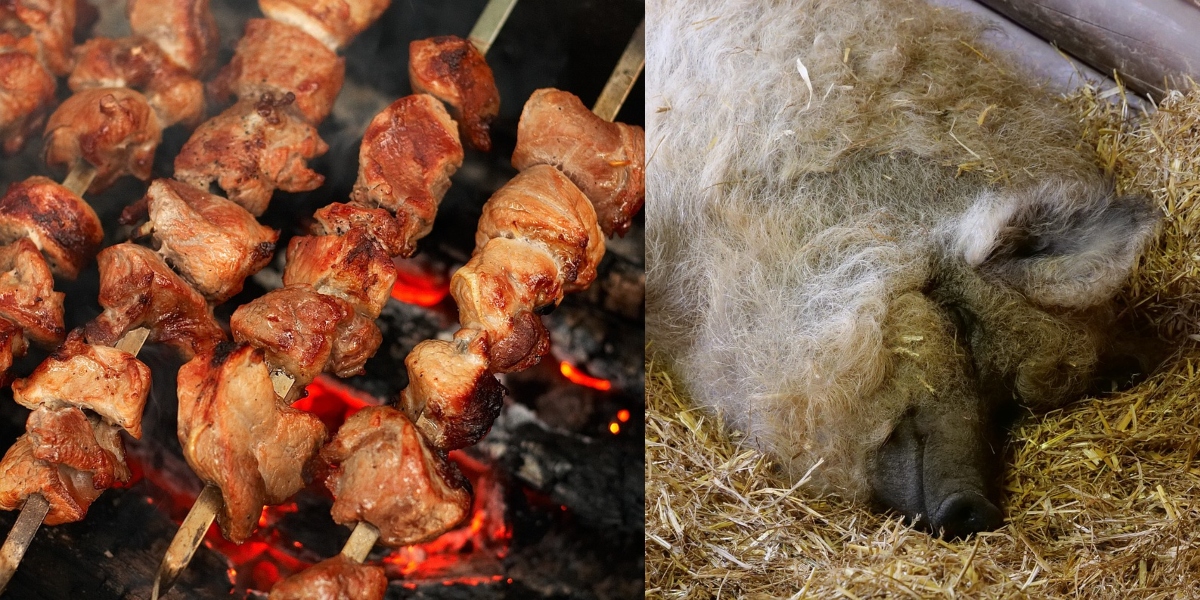 Ce este „Măslina cu patru picioare”, alimentul bogat în proteine și grăsimi sănătoase. Este considerat delicatesă în China și Japonia