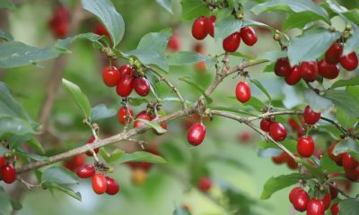 Fructul bogat în antioxidanți care stimulează organismul. Are proprietăți antiinflamatoare și antiseptice