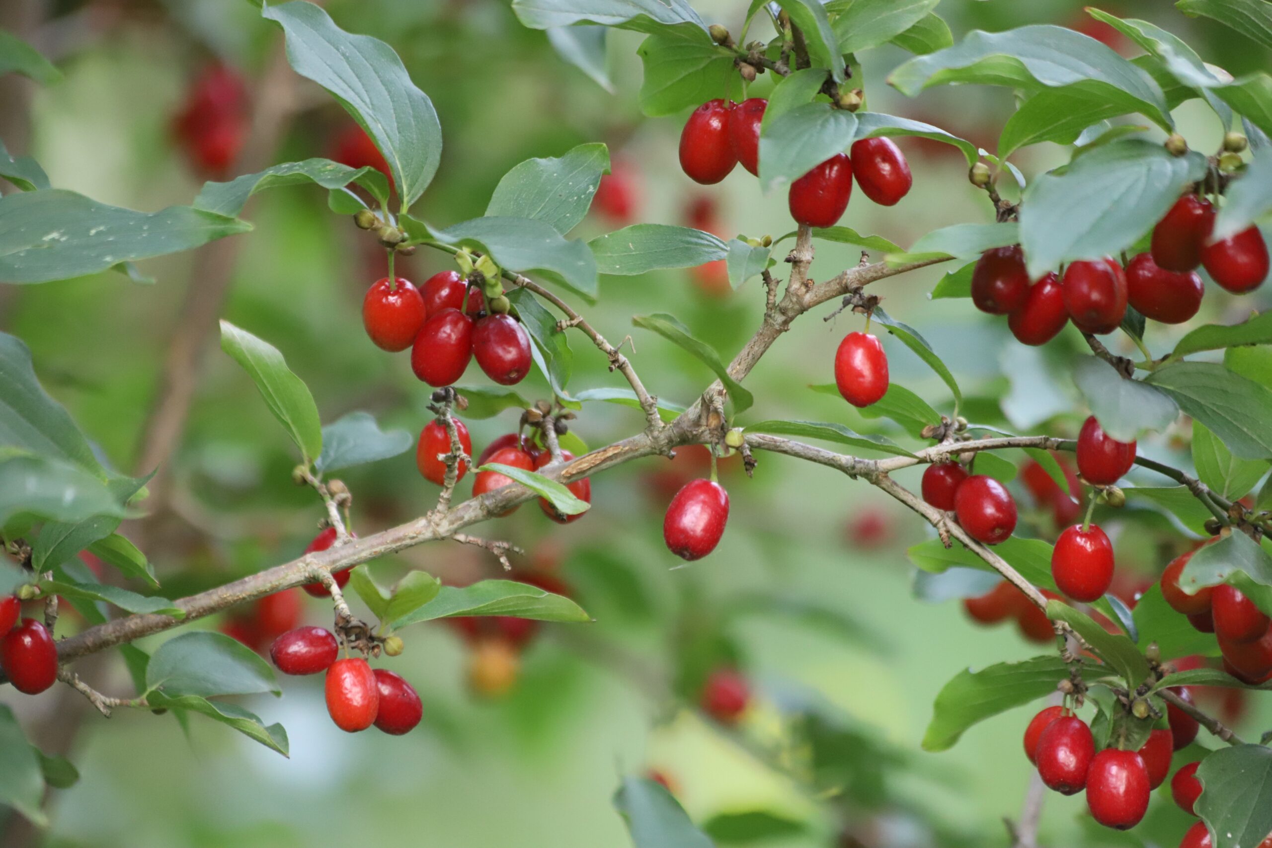 Fructul bogat în antioxidanți care stimulează organismul. Are proprietăți antiinflamatoare și antiseptice