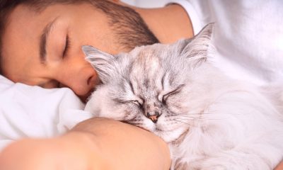 Motivul incredibil pentru care pisicile aleg să doarmă lângă tine. Explicația oamenilor de știință