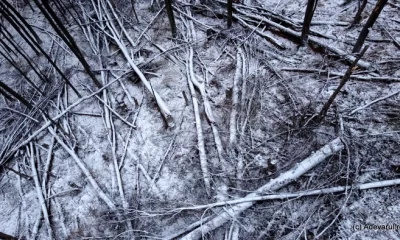 O pădure s-a prăbușit peste o mare cetate dacică. Distrugeri uriașe, după ce sute de arbori au fost doborâți de furtuni